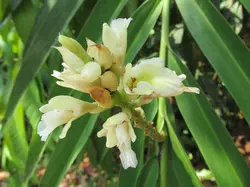 بذر زنجبیل آکسی میترا <br> بسته 5 عددی <br> Oxymitra Ginger <br><i><b> Alpinia oxymitra </i> Seeds </b>