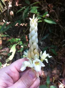 بذر زنجبیل آکسی میترا <br> بسته 5 عددی <br> Oxymitra Ginger <br><i><b> Alpinia oxymitra </i> Seeds </b>