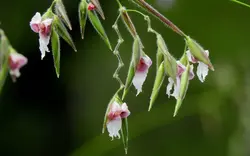 بذر زنجبیل زیگزاگی <br> تعداد 1 عدد بذر <br> Zigzag Flowered Thalia <br><i><b> Thalia geniculata </i> Seeds </b>