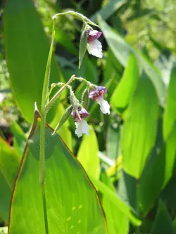 بذر زنجبیل زیگزاگی <br> تعداد 1 عدد بذر <br> Zigzag Flowered Thalia <br><i><b> Thalia geniculata </i> Seeds </b>