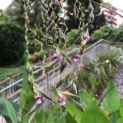 بذر زنجبیل زیگزاگی <br> تعداد 1 عدد بذر <br> Zigzag Flowered Thalia <br><i><b> Thalia geniculata </i> Seeds </b>