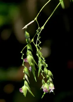 بذر زنجبیل زیگزاگی <br> تعداد 1 عدد بذر <br> Zigzag Flowered Thalia <br><i><b> Thalia geniculata </i> Seeds </b>