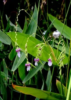بذر زنجبیل زیگزاگی <br> تعداد 1 عدد بذر <br> Zigzag Flowered Thalia <br><i><b> Thalia geniculata </i> Seeds </b>