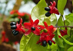 بذر درختچه میکی موس <br> تعداد 5 عدد بذر <br> Mickey Mouse Bush <br><i><b> Ochna serrulata </i> Seeds</b>