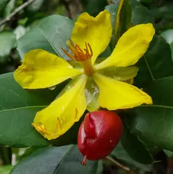 بذر درختچه میکی موس <br> تعداد 5 عدد بذر <br> Mickey Mouse Bush <br><i><b> Ochna serrulata </i> Seeds</b>