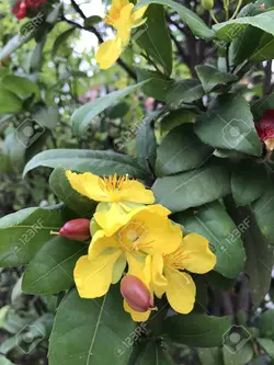 بذر درختچه میکی موس <br> تعداد 5 عدد بذر <br> Mickey Mouse Bush <br><i><b> Ochna serrulata </i> Seeds</b>