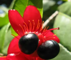 بذر درختچه میکی موس <br> تعداد 5 عدد بذر <br> Mickey Mouse Bush <br><i><b> Ochna serrulata </i> Seeds</b>