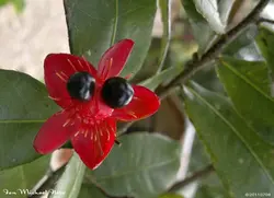 بذر درختچه میکی موس <br> تعداد 5 عدد بذر <br> Mickey Mouse Bush <br><i><b> Ochna serrulata </i> Seeds</b>