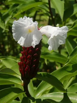بذر زنجبیل مخملی <br> بسته 5 عددی <br> Crepe Ginger <br><i><b> Cheilocostus speciosus </i> Seeds</b>
