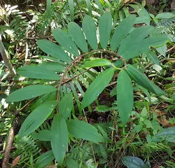 بذر زنجبیل مخملی <br> بسته 5 عددی <br> Crepe Ginger <br><i><b> Cheilocostus speciosus </i> Seeds</b>