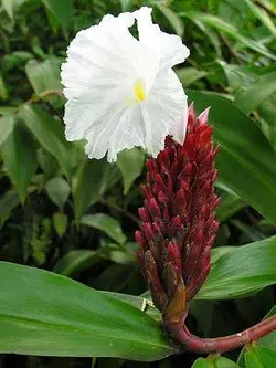 بذر زنجبیل مخملی <br> بسته 5 عددی <br> Crepe Ginger <br><i><b> Cheilocostus speciosus </i> Seeds</b>