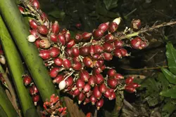 بذر زنجبیل گالانگال <br> بسته 5 عددی <br> Galangal <br><i><b> Alpinia galanga </i> Seeds </b>