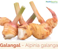 بذر زنجبیل گالانگال <br> بسته 5 عددی <br> Galangal <br><i><b> Alpinia galanga </i> Seeds </b>