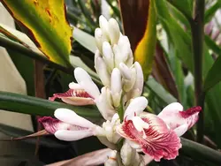 بذر زنجبیل گالانگال <br> بسته 5 عددی <br> Galangal <br><i><b> Alpinia galanga </i> Seeds </b>