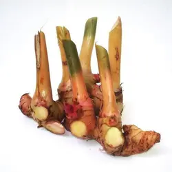 بذر زنجبیل گالانگال <br> بسته 5 عددی <br> Galangal <br><i><b> Alpinia galanga </i> Seeds </b>