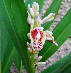 بذر زنجبیل گالانگال <br> بسته 5 عددی <br> Galangal <br><i><b> Alpinia galanga </i> Seeds </b>