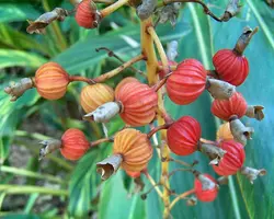 بذر زنجبیل صدفی <br> بسته 5 عددی <br> Shell Ginger <br><i><b> Alpinia zerumbet </i> Seeds </b>