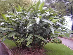 بذر زنجبیل صدفی <br> بسته 5 عددی <br> Shell Ginger <br><i><b> Alpinia zerumbet </i> Seeds </b>