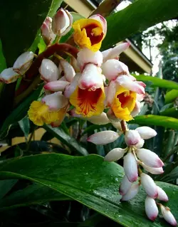 بذر زنجبیل صدفی <br> بسته 5 عددی <br> Shell Ginger <br><i><b> Alpinia zerumbet </i> Seeds </b>
