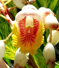بذر زنجبیل صدفی <br> بسته 5 عددی <br> Shell Ginger <br><i><b> Alpinia zerumbet </i> Seeds </b>