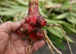 بذر زنجبیل صدفی <br> بسته 5 عددی <br> Shell Ginger <br><i><b> Alpinia zerumbet </i> Seeds </b>