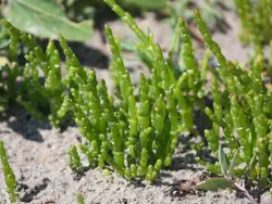 بذر سالیکورنیا  بسته 10 عددی    Glass Wort <i><b> Salicornia europaea </i> Seeds </b>