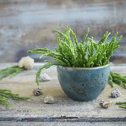 بذر سالیکورنیا  بسته 10 عددی    Glass Wort <i><b> Salicornia europaea </i> Seeds </b>
