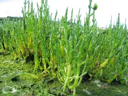 بذر سالیکورنیا  بسته 10 عددی    Glass Wort <i><b> Salicornia europaea </i> Seeds </b>