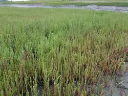 بذر سالیکورنیا  بسته 10 عددی    Glass Wort <i><b> Salicornia europaea </i> Seeds </b>