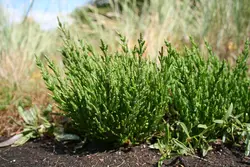 بذر سالیکورنیا  بسته 10 عددی    Glass Wort <i><b> Salicornia europaea </i> Seeds </b>