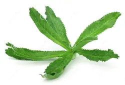بذر سبزیجات کالانترو <br> بسته 100 عددی <br> Culantro Herb Seeds <br><i><b> Eryngium foetidum </i> Seeds</b>