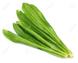 بذر سبزیجات کالانترو <br> بسته 100 عددی <br> Culantro Herb Seeds <br><i><b> Eryngium foetidum </i> Seeds</b>