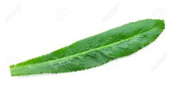 بذر سبزیجات کالانترو <br> بسته 100 عددی <br> Culantro Herb Seeds <br><i><b> Eryngium foetidum </i> Seeds</b>