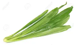 بذر سبزیجات کالانترو <br> بسته 100 عددی <br> Culantro Herb Seeds <br><i><b> Eryngium foetidum </i> Seeds</b>