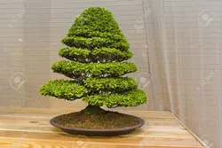 بذر سرو کوتوله ژاپنی <br> تعداد 5 عدد بذر <br> Japanese Hinoki cypress <br><i><b> Chamaecyparis obtusa </i> Seeds </b>