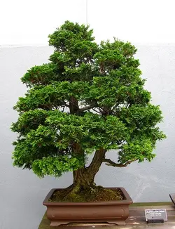 بذر سرو کوتوله ژاپنی <br> تعداد 5 عدد بذر <br> Japanese Hinoki cypress <br><i><b> Chamaecyparis obtusa </i> Seeds </b>