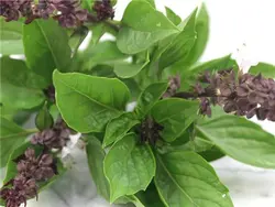 بذر ریحان شیرین تایلندی <br> بسته 50 عددی <br> Thai Sweet Basil Seeds <br> Ocimum basilicum var. thyrsiflora