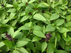 بذر ریحان شیرین تایلندی <br> بسته 50 عددی <br> Thai Sweet Basil Seeds <br> Ocimum basilicum var. thyrsiflora