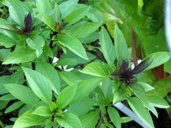 بذر ریحان شیرین تایلندی <br> بسته 50 عددی <br> Thai Sweet Basil Seeds <br> Ocimum basilicum var. thyrsiflora