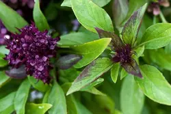 بذر ریحان میخکی  بسته 10 عددی  Clove Basil Seeds  Ocimum basilicum 'Clove'