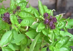 بذر ریحان میخکی  بسته 10 عددی  Clove Basil Seeds  Ocimum basilicum 'Clove'