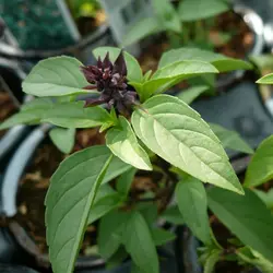 بذر ریحان میخکی  بسته 10 عددی  Clove Basil Seeds  Ocimum basilicum 'Clove'
