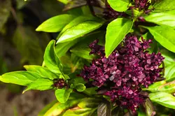 بذر ریحان میخکی  بسته 10 عددی  Clove Basil Seeds  Ocimum basilicum 'Clove'