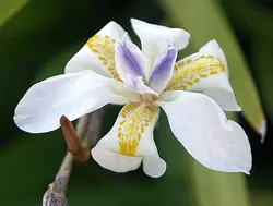 بذر زنبق آفریقایی آیرید اُدس  بسته یک عددی  Common African Iris  Dietes Iridioides Seeds