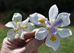 بذر زنبق آفریقایی آیرید اُدس  بسته یک عددی  Common African Iris  Dietes Iridioides Seeds