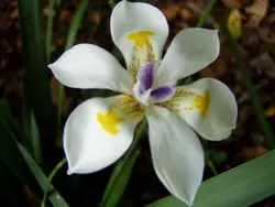 بذر زنبق آفریقایی آیرید اُدس  بسته یک عددی  Common African Iris  Dietes Iridioides Seeds