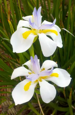 بذر زنبق آفریقایی آیرید اُدس  بسته یک عددی  Common African Iris  Dietes Iridioides Seeds