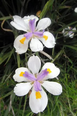 بذر زنبق آفریقایی آیرید اُدس  بسته یک عددی  Common African Iris  Dietes Iridioides Seeds
