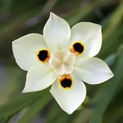 بذر زنبق آفریقایی بایکالر  بسته یک عددی  Two Colored African Iris  Dietes bicolor Seeds