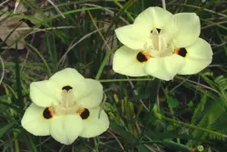 بذر زنبق آفریقایی بایکالر  بسته یک عددی  Two Colored African Iris  Dietes bicolor Seeds